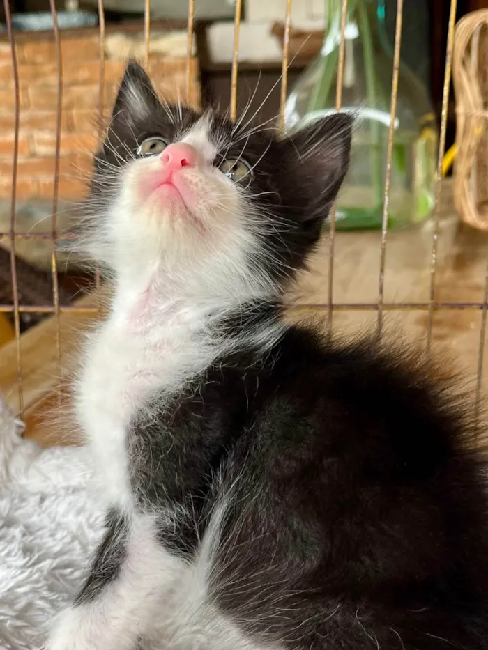 Gato ra a SRD-ViraLata idade Abaixo de 2 meses nome Zé Pequeno