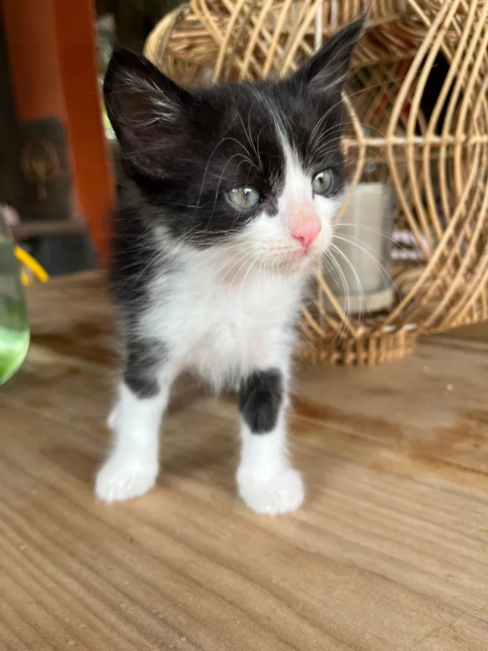 Gato ra a SRD-ViraLata idade Abaixo de 2 meses nome Zé Pequeno