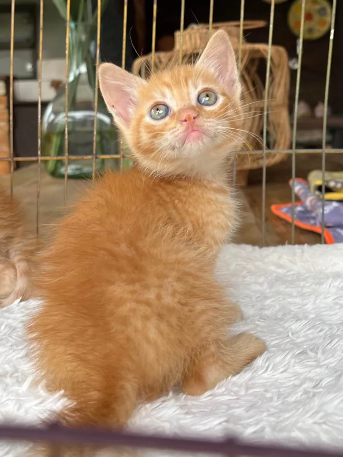 Gato ra a SRD-ViraLata idade Abaixo de 2 meses nome Talito