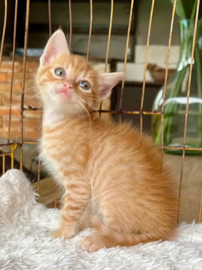 Gato ra a SRD-ViraLata idade Abaixo de 2 meses nome Talito