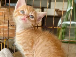 Gato raça SRD-ViraLata idade Abaixo de 2 meses nome Talito