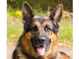 Cachorro raça Pastor Alemão idade 7 a 11 meses nome Estou a procura de um pastor alemão barra velha-SC 