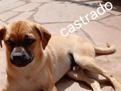 Cachorro raça SRD-ViraLata idade 7 a 11 meses nome Ted