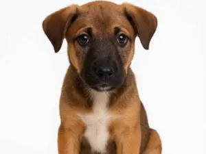 Cachorro raça SRD-ViraLata idade 2 a 6 meses nome Thor