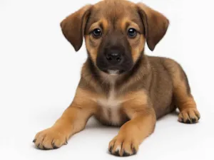 Cachorro raça SRD-ViraLata idade 2 a 6 meses nome Nino