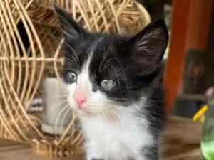 Gato raça SRD-ViraLata idade Abaixo de 2 meses nome Zé Pequeno 