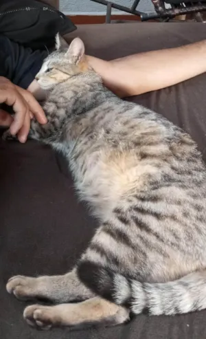 Gato raça SRD-ViraLata idade 1 ano nome Mimi