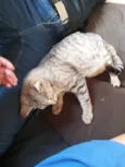Mimi