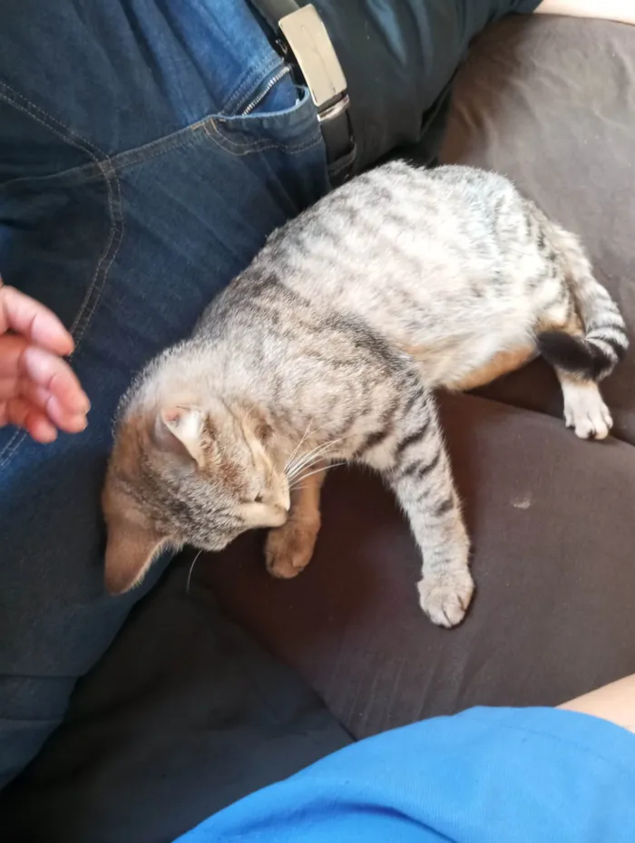 Gato ra a SRD-ViraLata idade 1 ano nome Mimi