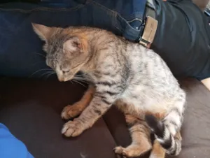 Gato raça SRD-ViraLata idade 1 ano nome Mimi