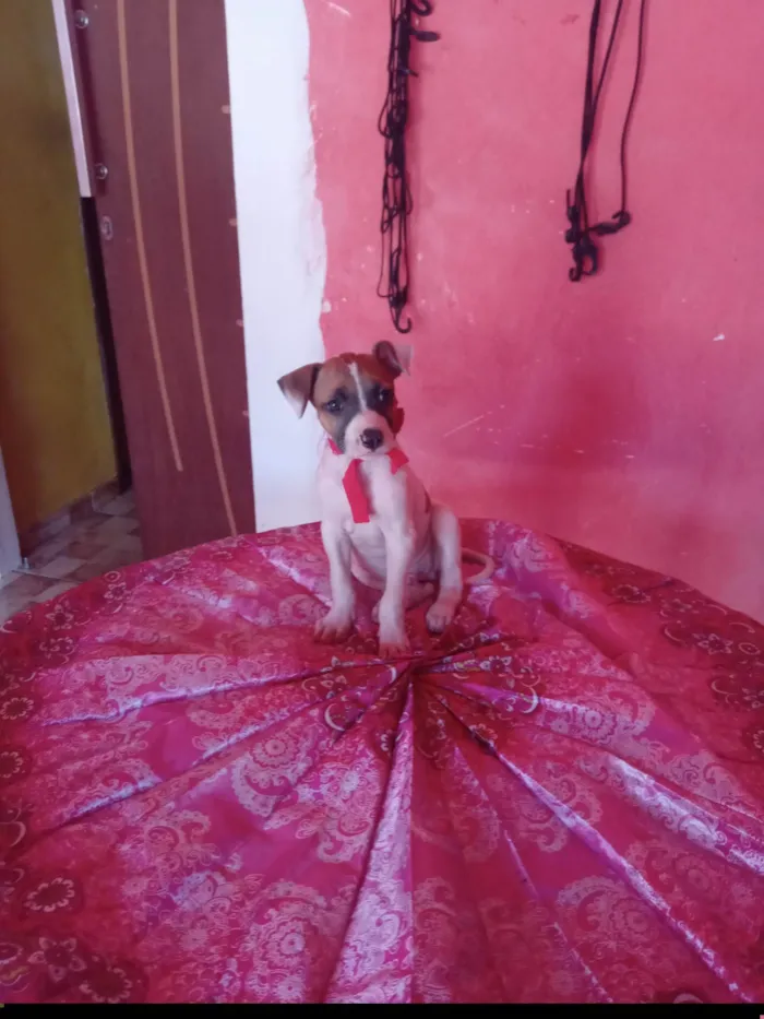 Cachorro ra a SRD-ViraLata idade 2 a 6 meses nome Lux