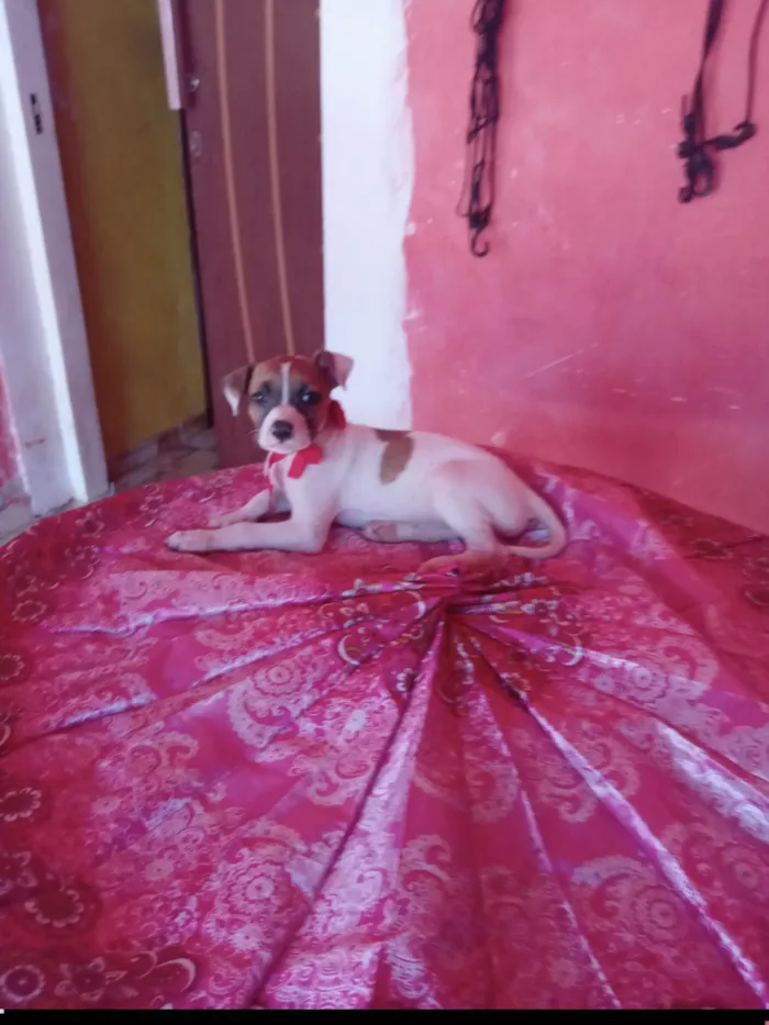 Cachorro ra a SRD-ViraLata idade 2 a 6 meses nome Lux