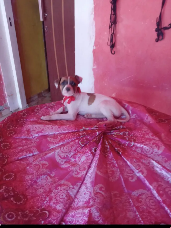 Cachorro ra a SRD-ViraLata idade 2 a 6 meses nome Lux