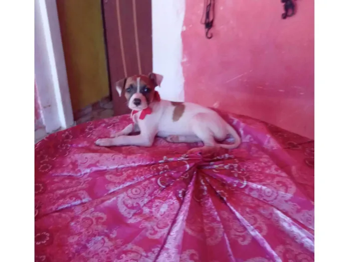 Cachorro ra a SRD-ViraLata idade 2 a 6 meses nome Lux