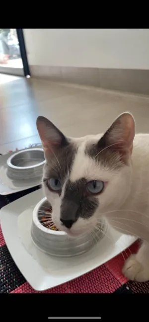 Gato raça SRD-ViraLata idade 5 anos nome Froid 