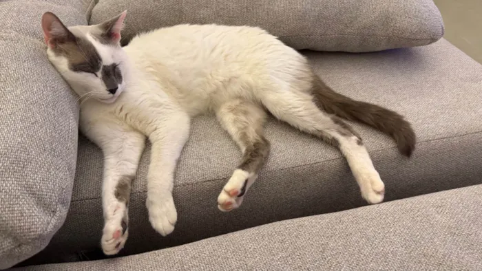 Gato ra a SRD-ViraLata idade 5 anos nome Froid