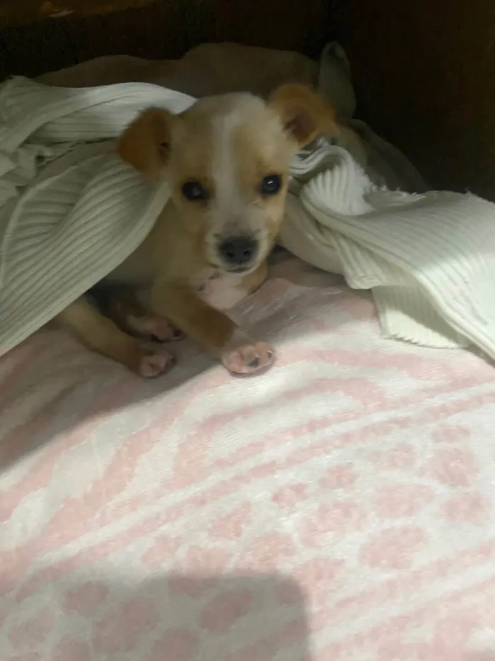 Cachorro ra a SRD-ViraLata idade 2 a 6 meses nome Oliver
