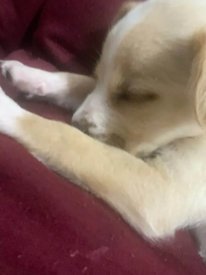 Cachorro ra a SRD-ViraLata idade 2 a 6 meses nome Oliver