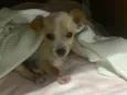 Oliver