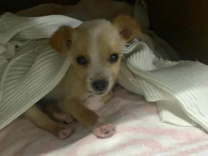 Cachorro raça SRD-ViraLata idade 2 a 6 meses nome Oliver