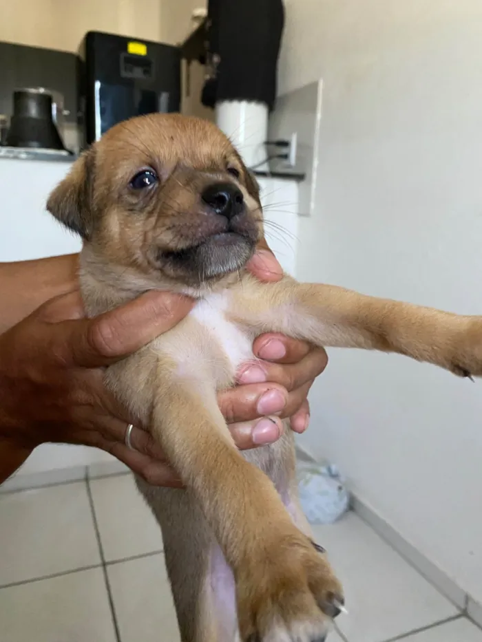 Cachorro ra a SRD-ViraLata idade Abaixo de 2 meses nome Sem nome