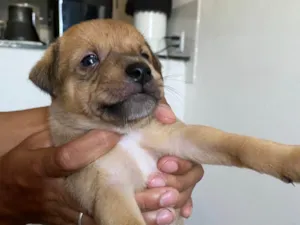 Cachorro raça SRD-ViraLata idade Abaixo de 2 meses nome Sem nome 