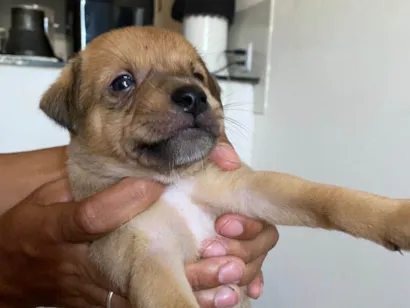 Cachorro raça SRD-ViraLata idade Abaixo de 2 meses nome Sem nome 