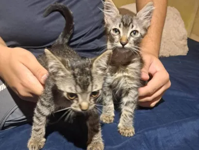 Gato raça SRD-ViraLata idade Abaixo de 2 meses nome Eles nao tem nome
