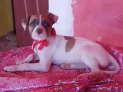 Cachorro raça SRD-ViraLata idade 2 a 6 meses nome Lux
