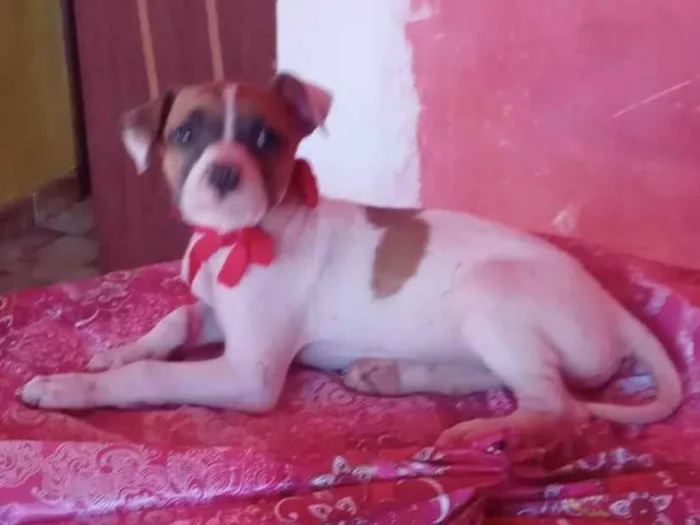 Cachorro ra a SRD-ViraLata idade 2 a 6 meses nome Lux