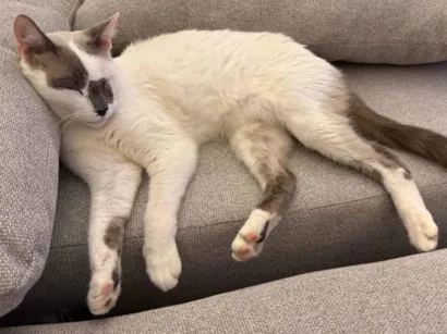 Gato raça SRD-ViraLata idade 5 anos nome Froid 