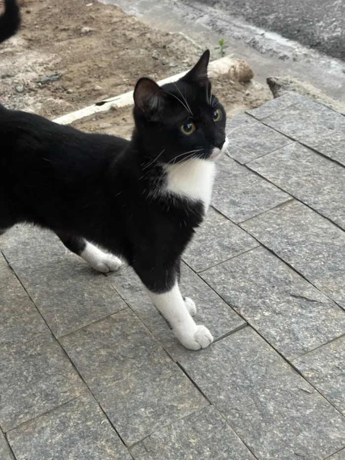 Gato ra a SRD-ViraLata idade 2 a 6 meses nome Frajola