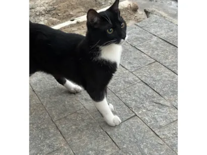 Gato raça SRD-ViraLata idade 2 a 6 meses nome Frajola