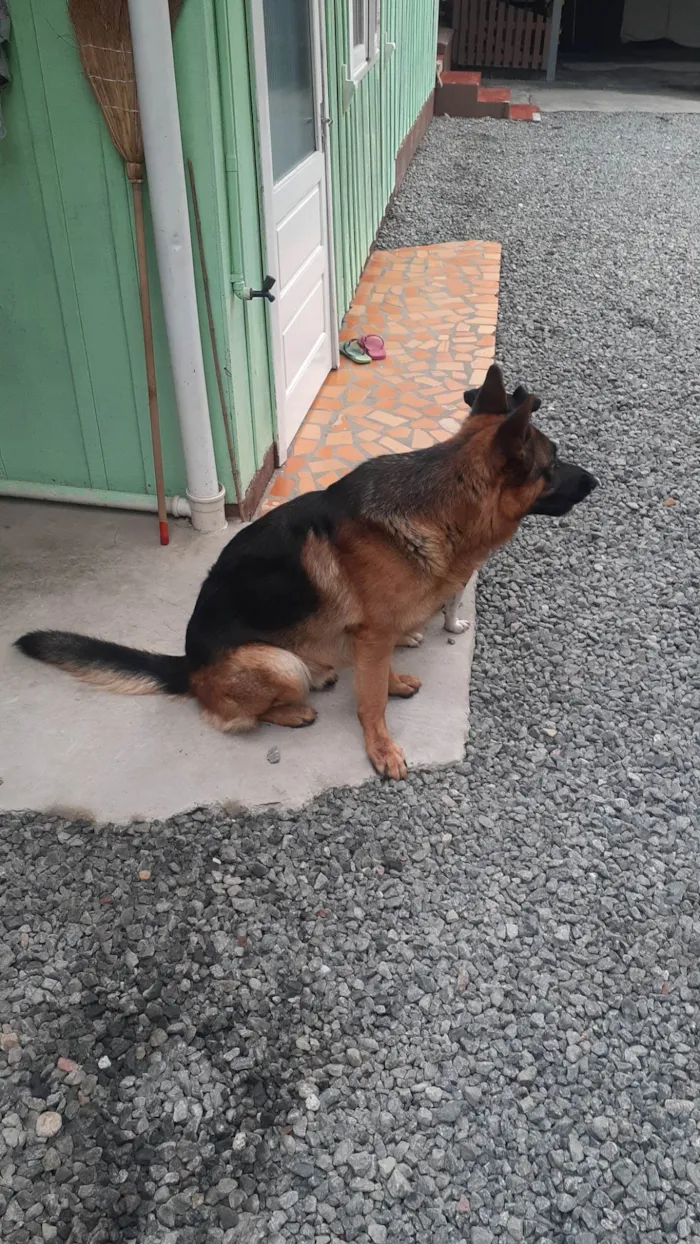 Cachorro ra a Pastor Alemão idade 2 anos nome Shape
