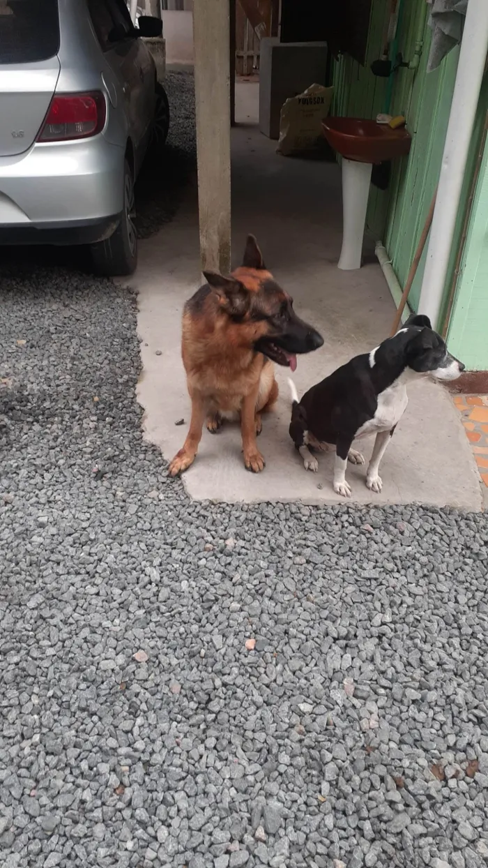 Cachorro ra a Pastor Alemão idade 2 anos nome Shape