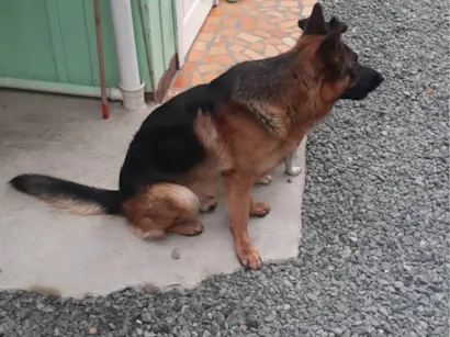 Cachorro raça Pastor Alemão idade 2 anos nome Shape