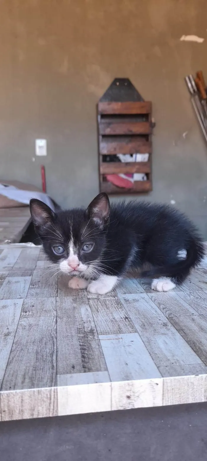 Gato ra a SRD-ViraLata idade 2 a 6 meses nome Sem nome ainda