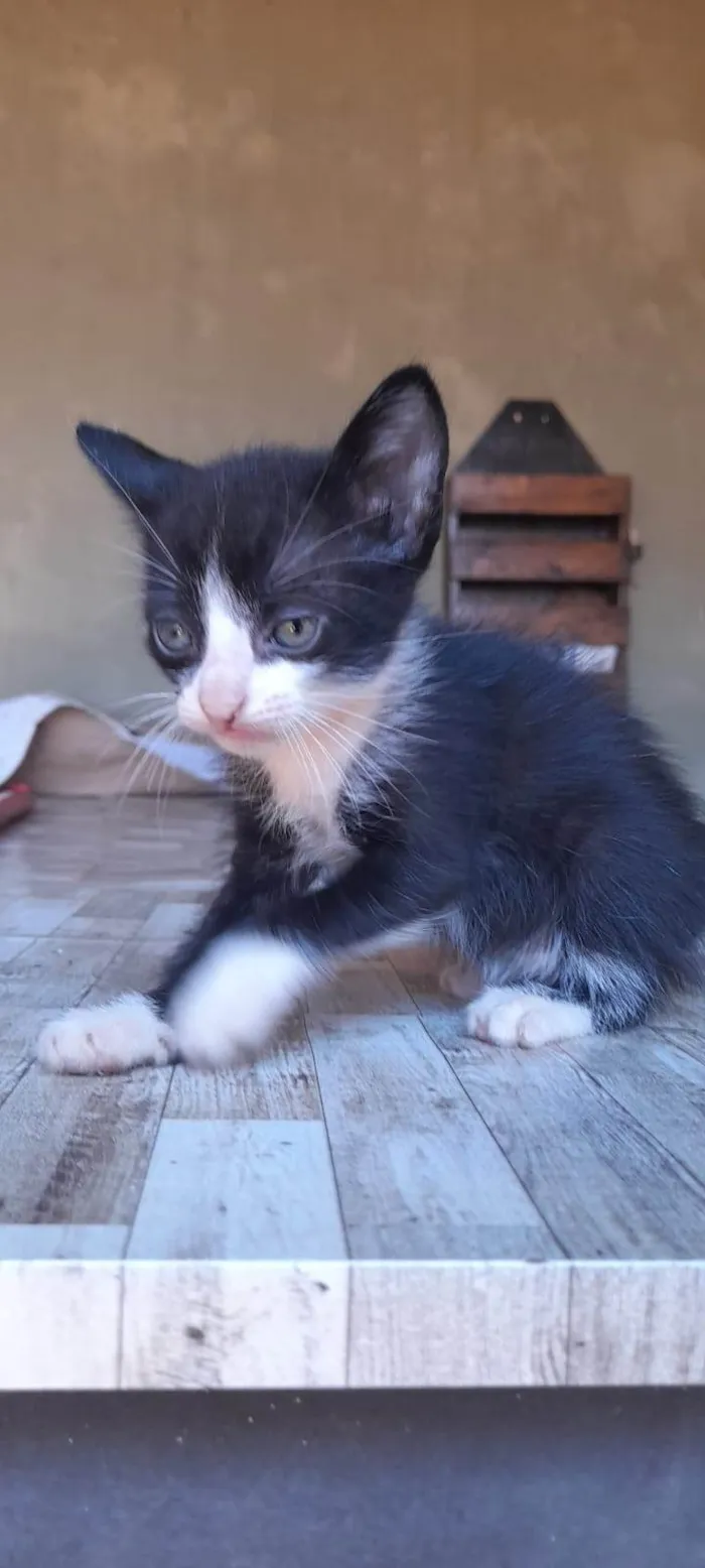 Gato ra a SRD-ViraLata idade 2 a 6 meses nome Sem nome ainda