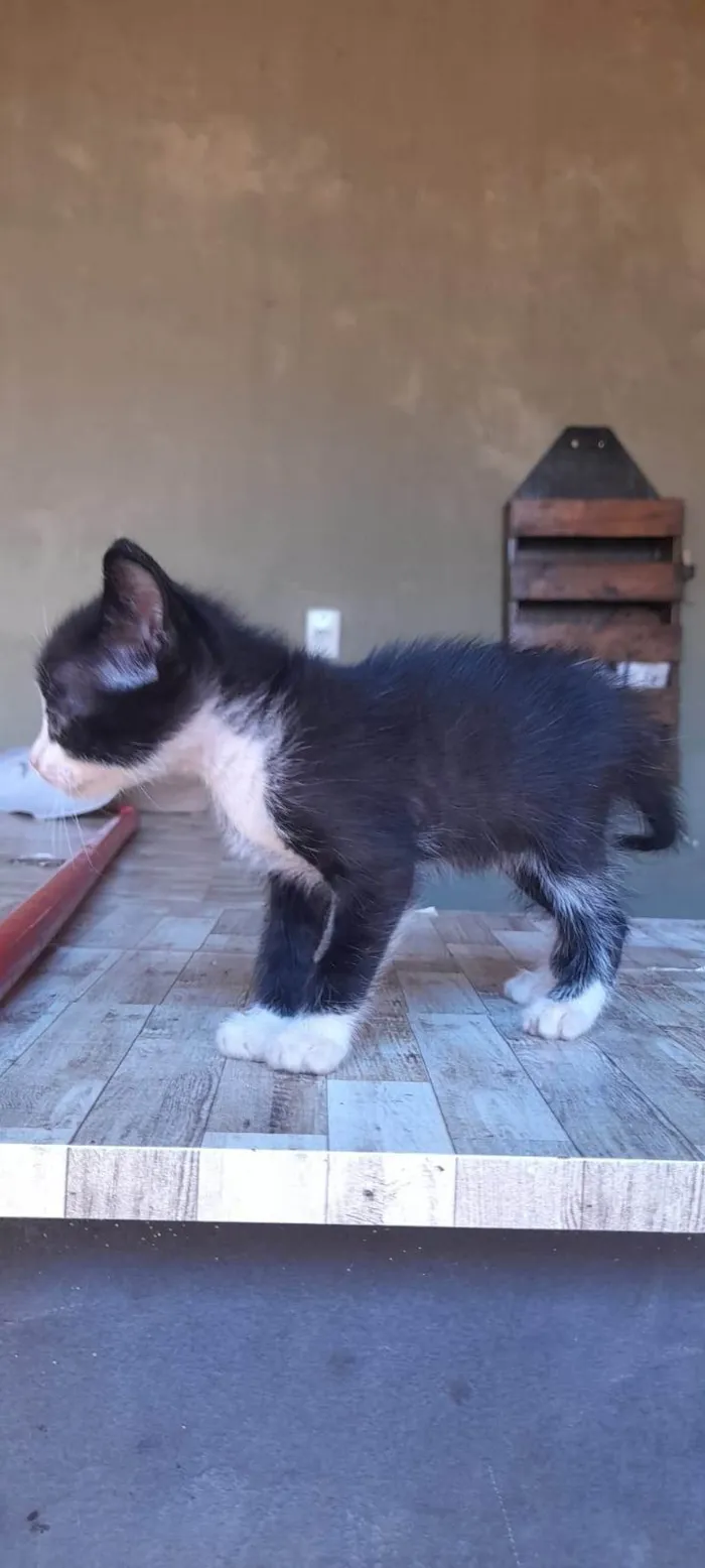 Gato ra a SRD-ViraLata idade 2 a 6 meses nome Sem nome ainda