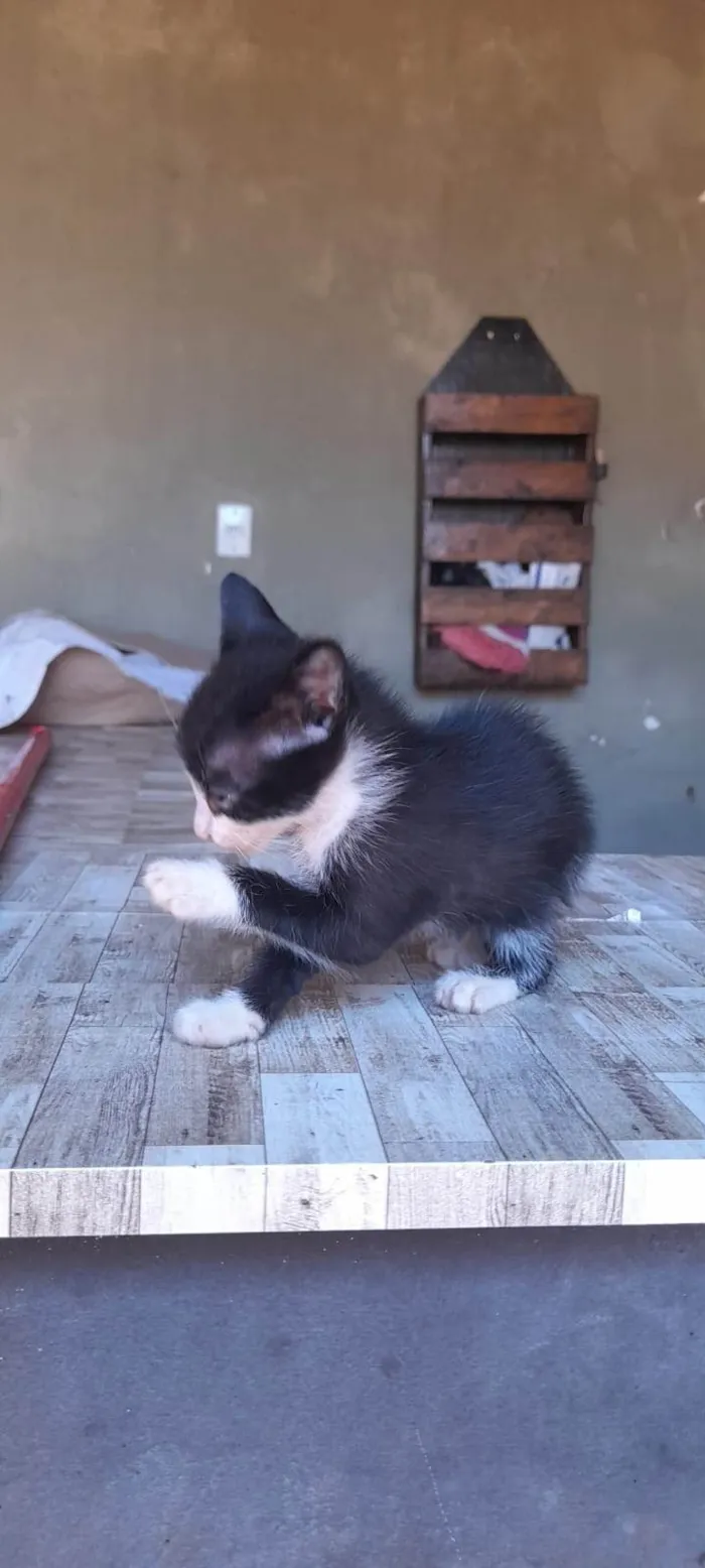 Gato ra a SRD-ViraLata idade 2 a 6 meses nome Sem nome ainda
