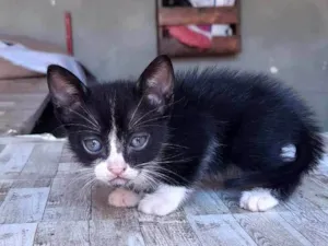 Gato raça SRD-ViraLata idade 2 a 6 meses nome Sem nome ainda