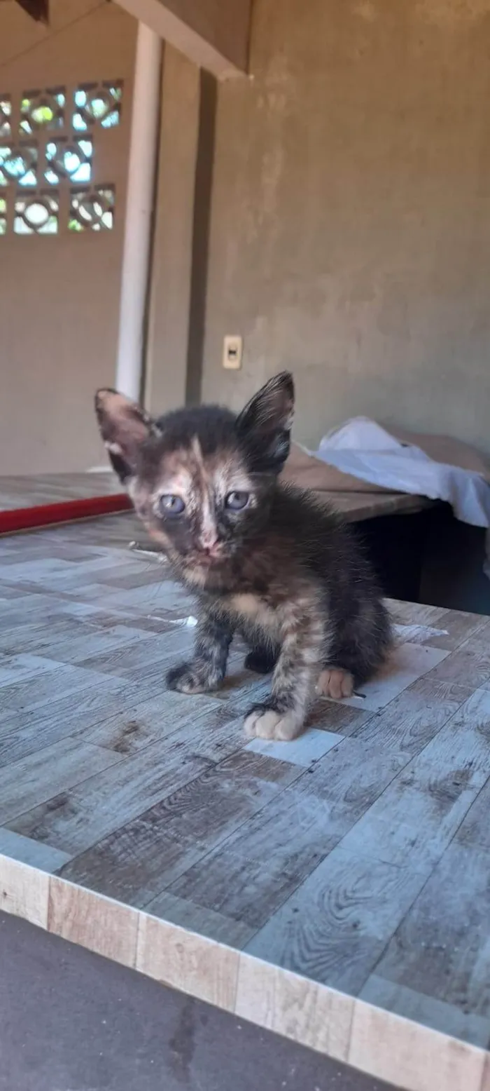 Gato ra a SRD-ViraLata idade 2 a 6 meses nome Não demos nome ainda