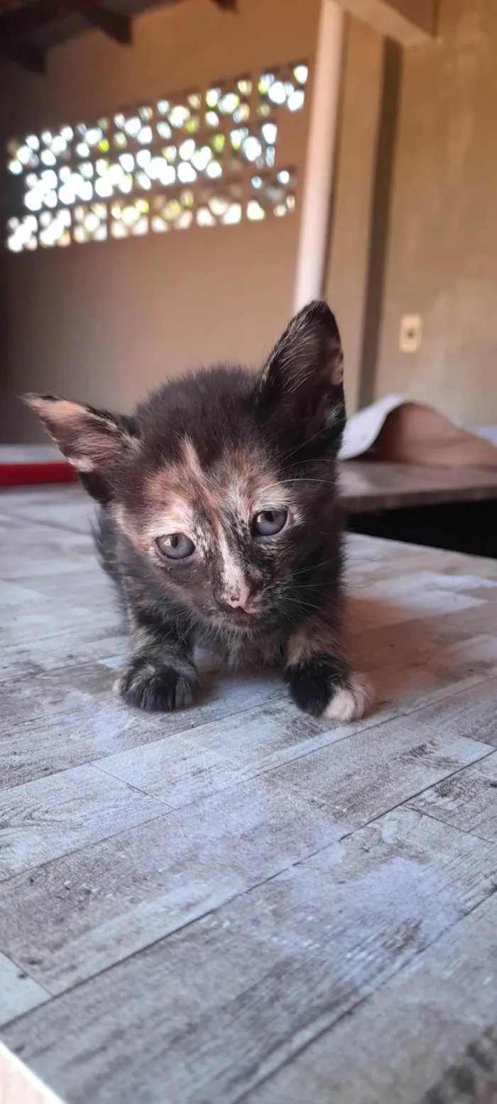 Gato ra a SRD-ViraLata idade 2 a 6 meses nome Não demos nome ainda