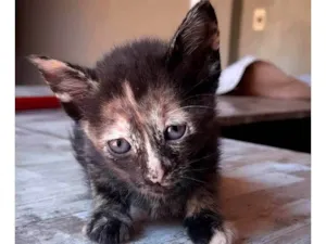 Gato raça SRD-ViraLata idade 2 a 6 meses nome Não demos nome ainda