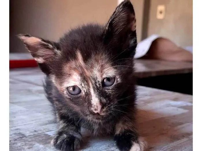 Gato ra a SRD-ViraLata idade 2 a 6 meses nome Não demos nome ainda
