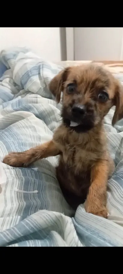 Cachorro raça SRD-ViraLata idade 2 a 6 meses nome Lua