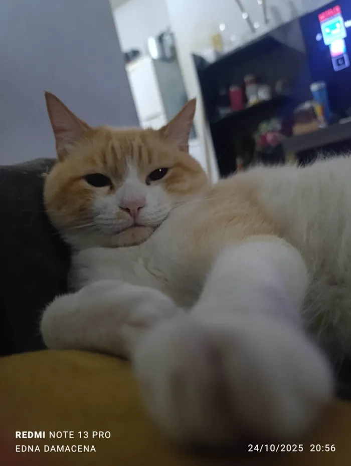 Gato ra a SRD-ViraLata idade 2 anos nome Snow