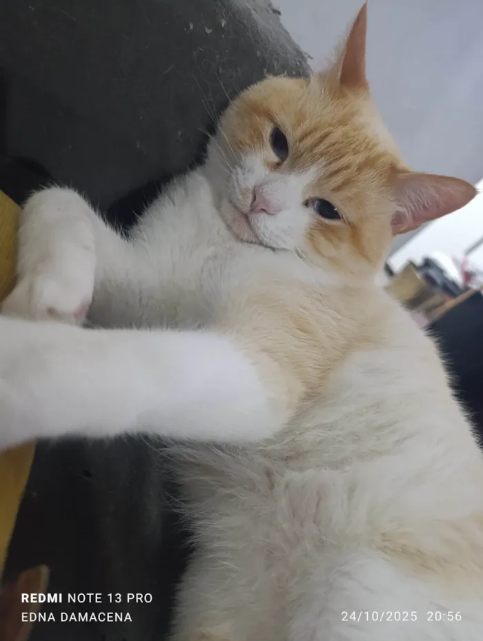 Gato ra a SRD-ViraLata idade 2 anos nome Snow