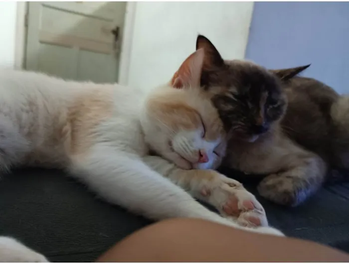 Gato ra a SRD-ViraLata idade 2 anos nome Snow