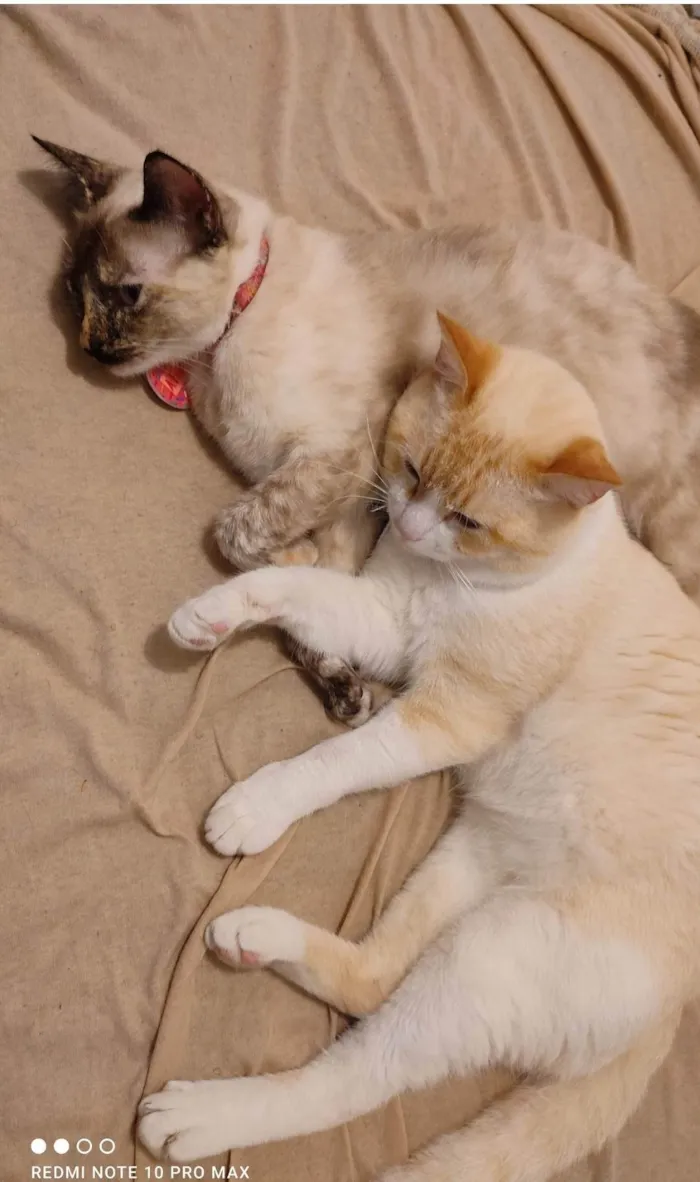Gato ra a SRD-ViraLata idade 2 anos nome Snow